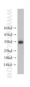 Neurotrophin 3 antibody, 18084-1-AP, Proteintech Group, Western Blot image 