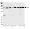 HSS antibody, A300-336A, Bethyl Labs, Western Blot image 