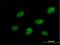 Cell Division Cycle 14B antibody, H00008555-B01P, Novus Biologicals, Immunofluorescence image 