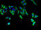 Fatty Acyl-CoA Reductase 2 antibody, A66314-100, Epigentek, Immunofluorescence image 