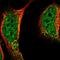 Lipoyl synthase, mitochondrial antibody, HPA018842, Atlas Antibodies, Immunofluorescence image 
