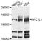 NPC1 Like Intracellular Cholesterol Transporter 1 antibody, abx135967, Abbexa, Western Blot image 