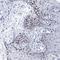 Nudix Hydrolase 13 antibody, HPA040636, Atlas Antibodies, Immunohistochemistry frozen image 