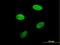 Lamin-B receptor antibody, H00003930-B01P, Novus Biologicals, Immunofluorescence image 