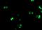Protein CBFA2T1 antibody, NBP2-73956, Novus Biologicals, Immunofluorescence image 