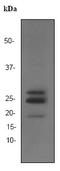 Fibroblast Growth Factor 2 antibody, ab92337, Abcam, Western Blot image 