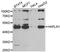 Hyaluronan And Proteoglycan Link Protein 1 antibody, LS-C747533, Lifespan Biosciences, Western Blot image 