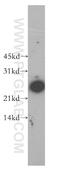 U2 small nuclear ribonucleoprotein B antibody, 13512-1-AP, Proteintech Group, Western Blot image 