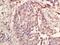 Cytochrome B5 Reductase 4 antibody, orb182826, Biorbyt, Immunohistochemistry paraffin image 