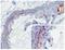 Mannose-binding protein A antibody, LS-C139867, Lifespan Biosciences, Immunohistochemistry frozen image 