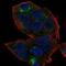 Putative cancer susceptibility gene HEPN1 protein antibody, PA5-65367, Invitrogen Antibodies, Immunofluorescence image 