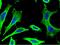 Peroxiredoxin 2 antibody, GTX02274, GeneTex, Immunofluorescence image 
