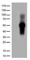 TNF Receptor Superfamily Member 14 antibody, CF813243, Origene, Western Blot image 