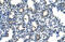 Poly(RC) Binding Protein 2 antibody, 29-344, ProSci, Immunohistochemistry paraffin image 