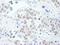 GATA Binding Protein 3 antibody, A303-502A, Bethyl Labs, Immunohistochemistry frozen image 