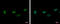 Zinc Finger Protein 419 antibody, GTX122142, GeneTex, Immunocytochemistry image 