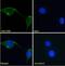 SCA2 antibody, NBP1-52176, Novus Biologicals, Immunocytochemistry image 