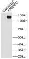 Heterogeneous nuclear ribonucleoprotein U antibody, FNab03959, FineTest, Immunoprecipitation image 