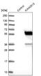 KIAA0513 antibody, NBP1-86470, Novus Biologicals, Western Blot image 