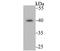 F-box only protein 32 antibody, A02531, Boster Biological Technology, Western Blot image 