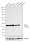 DT-diaphorase antibody, PA5-19624, Invitrogen Antibodies, Western Blot image 