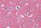 Neuronal-specific septin-3 antibody, GTX89929, GeneTex, Immunohistochemistry paraffin image 
