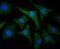 Ubiquitin carboxyl-terminal hydrolase 21 antibody, NBP2-75701, Novus Biologicals, Immunofluorescence image 
