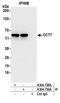 Chaperonin Containing TCP1 Subunit 7 antibody, A304-730A, Bethyl Labs, Immunoprecipitation image 