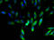 Ubiquinol-Cytochrome C Reductase, Complex III Subunit XI antibody, A51501-100, Epigentek, Immunofluorescence image 