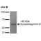 Synaptotagmin 9 antibody, MA5-27659, Invitrogen Antibodies, Western Blot image 