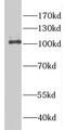 Protein cTAGE-2 antibody, FNab02042, FineTest, Western Blot image 