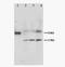Mrgprc antibody, PA5-79694, Invitrogen Antibodies, Western Blot image 