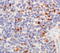 Tet Methylcytosine Dioxygenase 1 antibody, TA309902, Origene, Immunohistochemistry paraffin image 