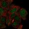 Methyl-CpG Binding Domain Protein 5 antibody, HPA035964, Atlas Antibodies, Immunofluorescence image 