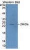IAR antibody, LS-C663355, Lifespan Biosciences, Western Blot image 