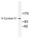 Adenylate Cyclase 4 antibody, AP01506PU-N, Origene, Western Blot image 