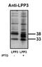 Phospholipid Phosphatase 3 antibody, orb108866, Biorbyt, Western Blot image 