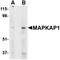 MAPK Associated Protein 1 antibody, orb74817, Biorbyt, Western Blot image 