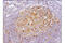 RELB Proto-Oncogene, NF-KB Subunit antibody, 10544S, Cell Signaling Technology, Immunohistochemistry paraffin image 