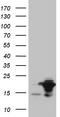Endothelial differentiation-related factor 1 antibody, TA810778, Origene, Western Blot image 