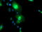 FXYD Domain Containing Ion Transport Regulator 3 antibody, TA504620, Origene, Immunofluorescence image 