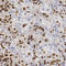 GHF1 antibody, HPA050624, Atlas Antibodies, Immunohistochemistry frozen image 