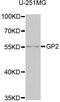 Glycoprotein 2 antibody, orb373373, Biorbyt, Western Blot image 