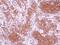 Cell death activator CIDE-3 antibody, NBP2-15903, Novus Biologicals, Immunohistochemistry frozen image 