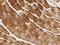Kelch Domain Containing 7A antibody, 205057-T08, Sino Biological, Immunohistochemistry paraffin image 