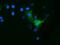 Ornithine Decarboxylase 1 antibody, GTX83968, GeneTex, Immunocytochemistry image 