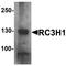 Ring Finger And CCCH-Type Domains 1 antibody, TA320114, Origene, Western Blot image 