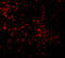 Toll Like Receptor 9 antibody, 3737, ProSci, Immunofluorescence image 