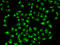 Golgin A2 antibody, STJ27297, St John
