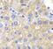 CRK Proto-Oncogene, Adaptor Protein antibody, FNab01981, FineTest, Immunohistochemistry frozen image 